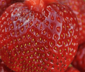 Jordbær
